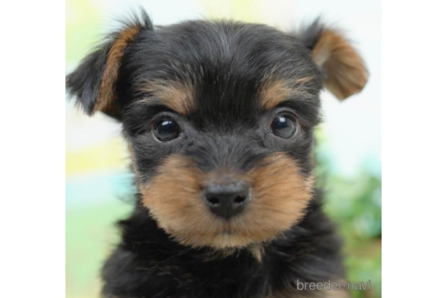 成約済の千葉県のヨークシャーテリア-222397の5枚目